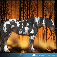Horse Color:White Spotted Liver Chestnut