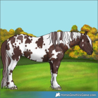 Horse Color:White Spotted Chocolate Brown 