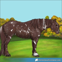 Horse Color:White Spotted Chocolate Brown Appaloosa 