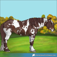 Horse Color:White Spotted Chocolate Brown 