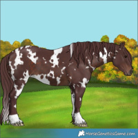 Horse Color:White Spotted Chocolate Brown 