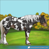 Horse Color:White Spotted Liver Chestnut Snowflake Varnish 