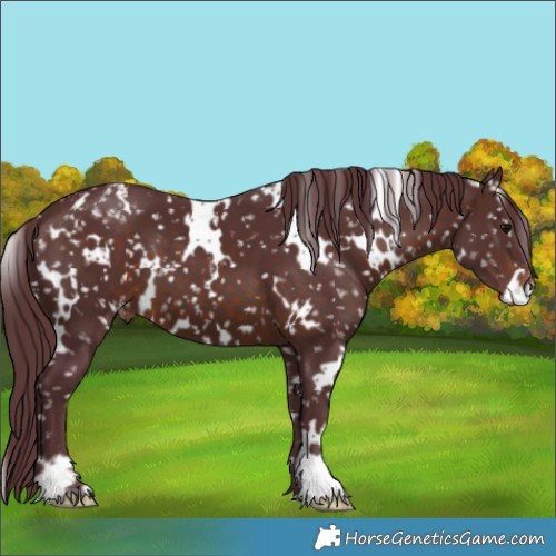 Horse Color:White Spotted Chocolate Brown Appaloosa 