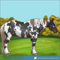 Horse Color:White Spotted Liver Chestnut Rabicano 