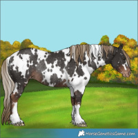Horse Color:White Spotted Liver Chestnut Snowflake Varnish Rabicano 