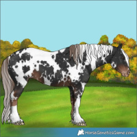 Horse Color:White Spotted Liver Chestnut Snowflake Varnish 