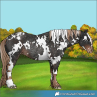 Horse Color:White Spotted Liver Chestnut Snowflake Varnish Rabicano 