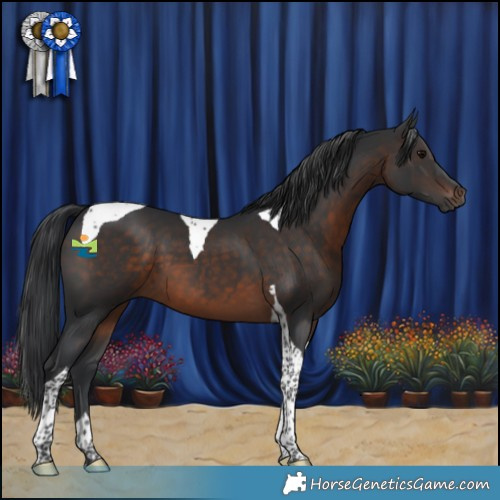 Horse Color:Brown Tobiano 