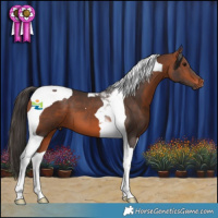 Horse Color:Bay Tobiano