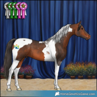 Horse Color:Bay Tobiano 