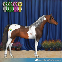Horse Color:Bay Tobiano 