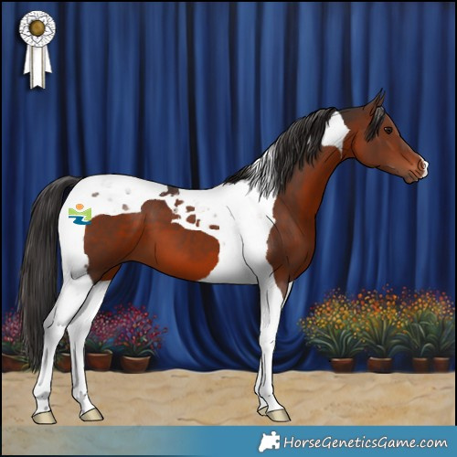 Horse Color:Brown Tobiano 
