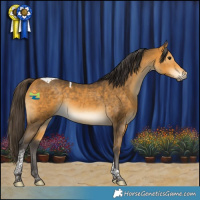 Horse Color:Buckskin Tobiano 