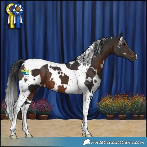 Horse Color:White Spotted Brown Tobiano 