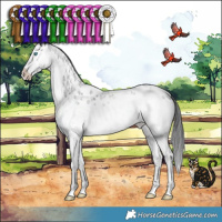 Horse Color:Blue Roan Splash Appaloosa