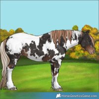 Horse Color:White Spotted Liver Chestnut Snowcap 