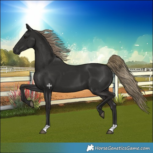 Horse Color:Liver Chestnut