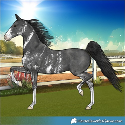 Horse Color:Liver Chestnut Sabino 