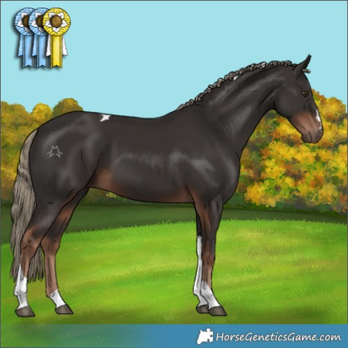 Horse Color:Liver Chestnut Tobiano