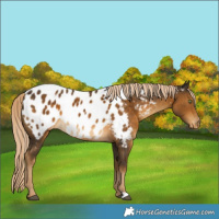 Horse Color:Chocolate Palomino Appaloosa 