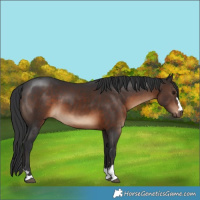 Horse Color:Brown 