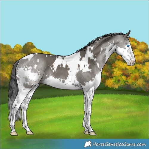Horse Color:Platinum White Spotted Grullo Splash 