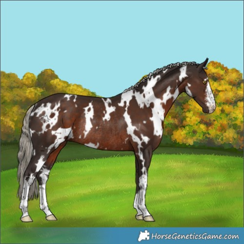 Horse Color:White Spotted Liver Chestnut Mushroom Rabicano 