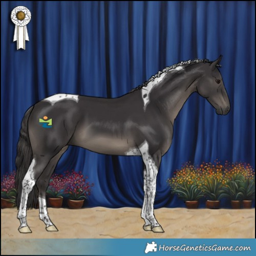 Horse Color:Smoky Black Tobiano 