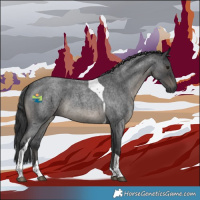 Horse Color:Blue Roan Tobiano 