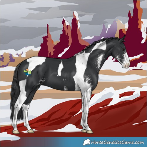 Horse Color:Black Sabino Tobiano 