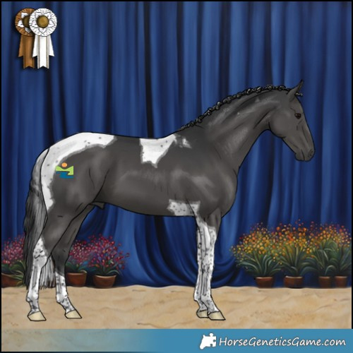 Horse Color:Black Tobiano 