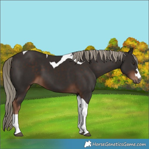 Horse Color:Liver Chestnut Tobiano 