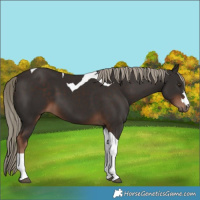 Horse Color:Liver Chestnut Tobiano 