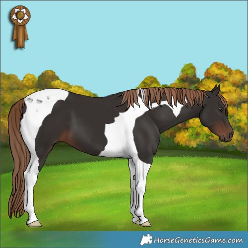 Horse Color:Liver Chestnut Tobiano 