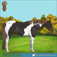 Horse Color:Liver Chestnut Tobiano 