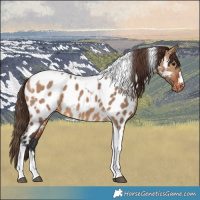 Horse Color:Bay Dun Tobiano Near Leopard