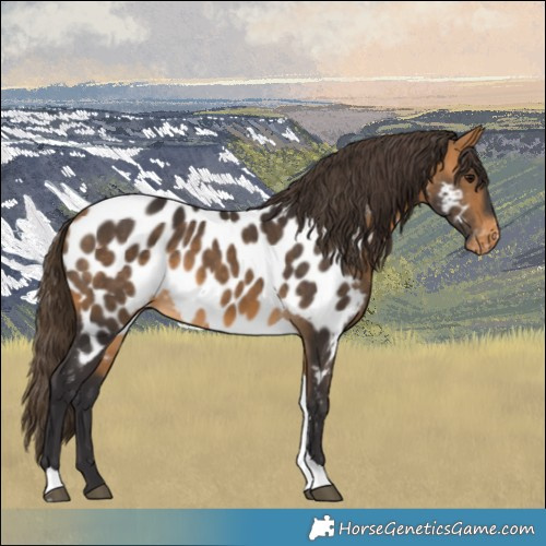 Horse Color:Buckskin Tobiano Appaloosa 