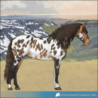 Horse Color:Buckskin Tobiano Near Leopard