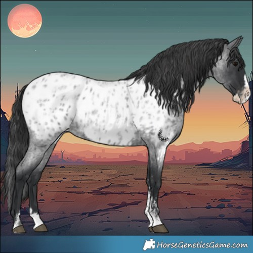Horse Color:Blue Roan Sabino Splash Near Leopard  and Blue Roan Sabino Splash Near Leopard 