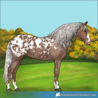 Horse Color:Silver Black Appaloosa 