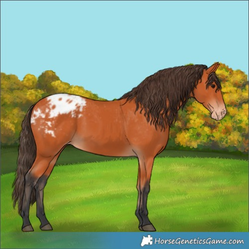 Horse Color:Bay Appaloosa 