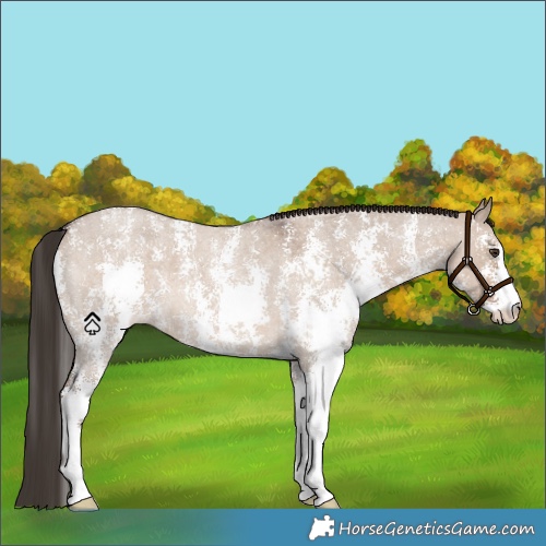 Horse Color:Liver Red Dun Roan Sabino 