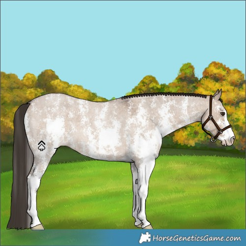 Horse Color:Liver Red Dun Roan Sabino 
