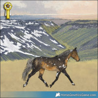 Horse Color:White Spotted Silver Buckskin