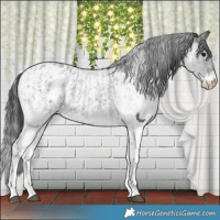 Horse Color:White Spotted Blue Roan Blanket Rabicano  and White Spotted Blue Roan Blanket Rabicano 