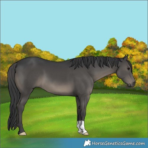Horse Color:Black 
