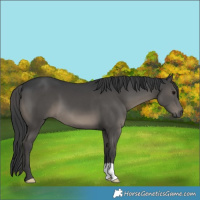 Horse Color:Black 