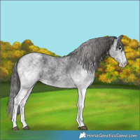 Horse Color:White Spotted Black Varnish