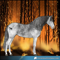 Horse Color:White Spotted Black Varnish