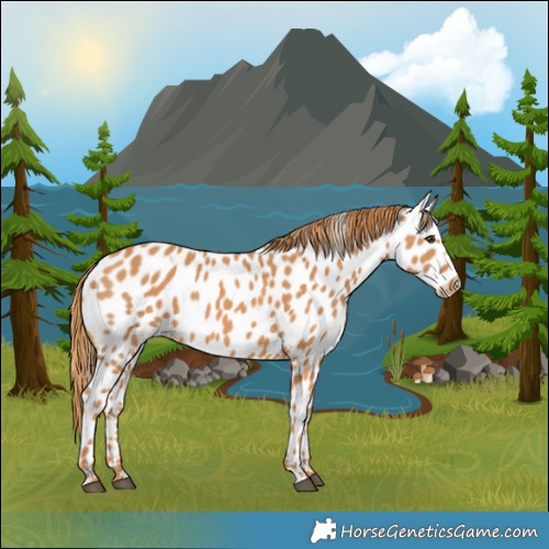 Horse Color:Chestnut Appaloosa